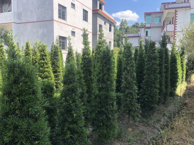 塔型罗汉松罗汉松塔种植基地农户直销