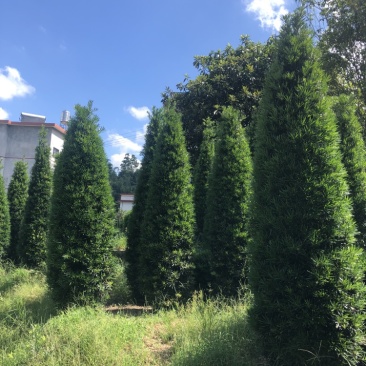 塔型罗汉松罗汉松塔种植基地农户直销