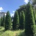 塔型罗汉松罗汉松塔种植基地农户直销