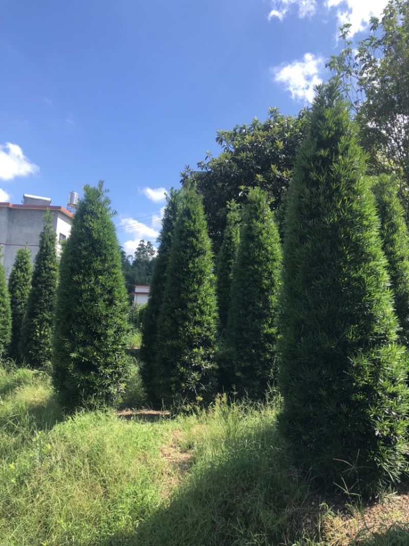 塔型罗汉松罗汉松塔种植基地农户直销