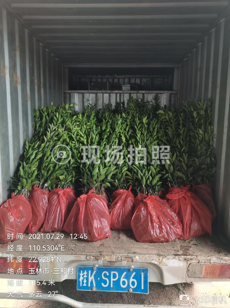 新会柑苗陈皮柑苗柠檬枮新会柑苗茶枝柑苗基地现货