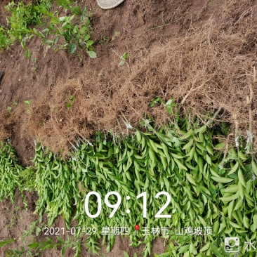 新会柑苗陈皮柑苗柠檬枮新会柑苗茶枝柑苗基地现货