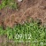 新会柑苗陈皮柑苗柠檬枮新会柑苗茶枝柑苗基地现货