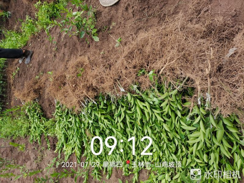 新会柑苗陈皮柑苗柠檬枮新会柑苗茶枝柑苗基地现货