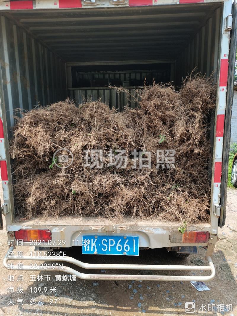 新会柑苗陈皮柑苗柠檬枮新会柑苗茶枝柑苗基地现货