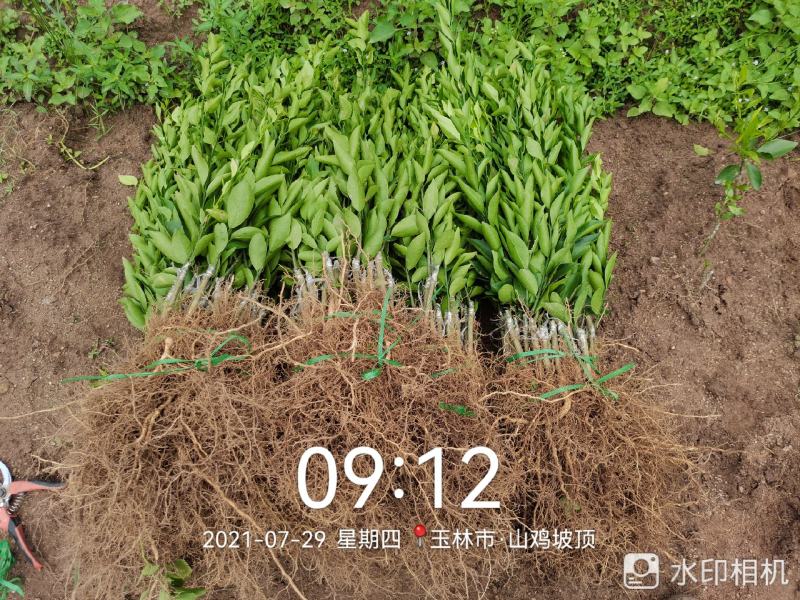 新会柑苗陈皮柑苗柠檬枮新会柑苗茶枝柑苗基地现货