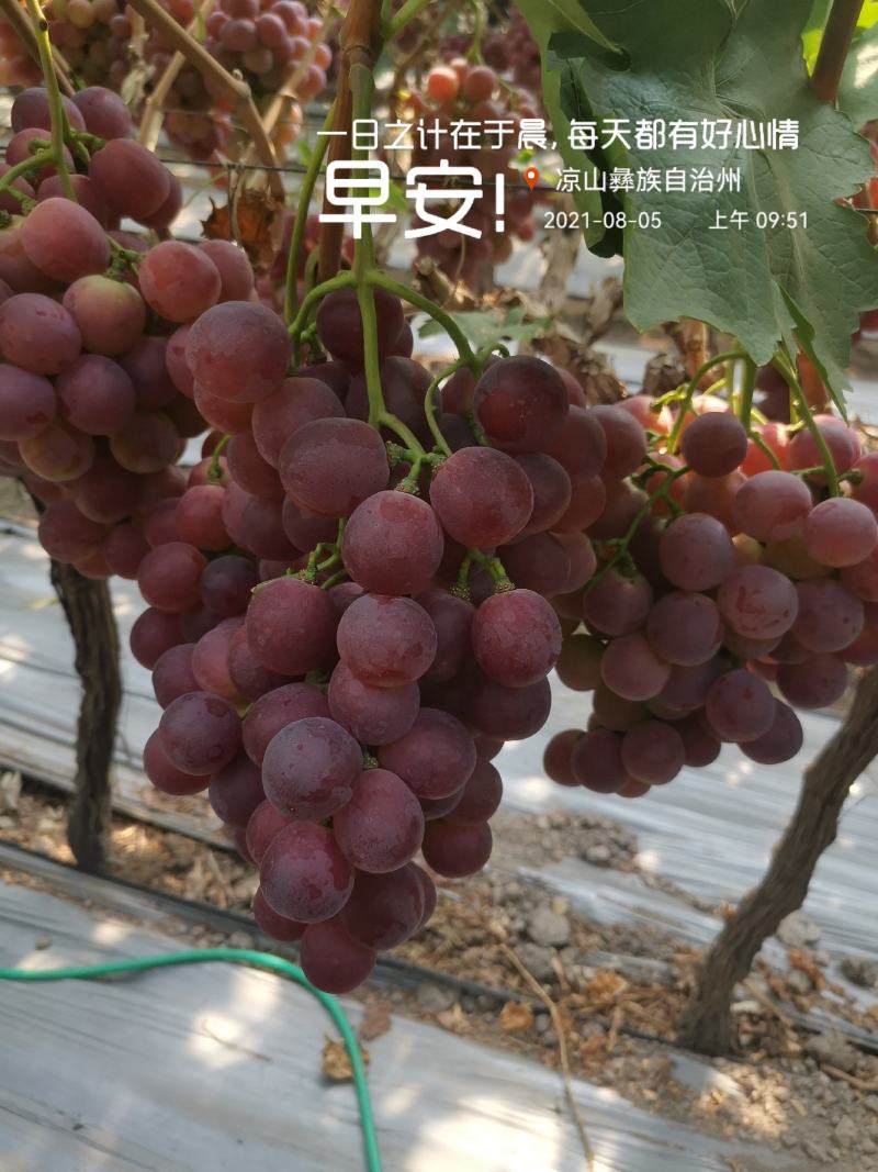 四川西昌红提8月份上市，库存货到12月底