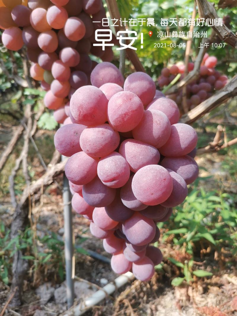 四川西昌红提8月份上市，库存货到12月底