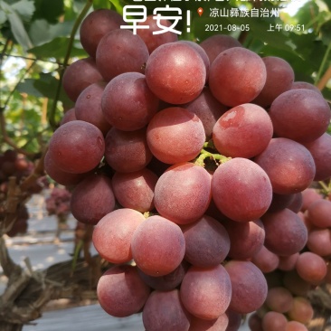 四川西昌红提8月份上市，库存货到12月底