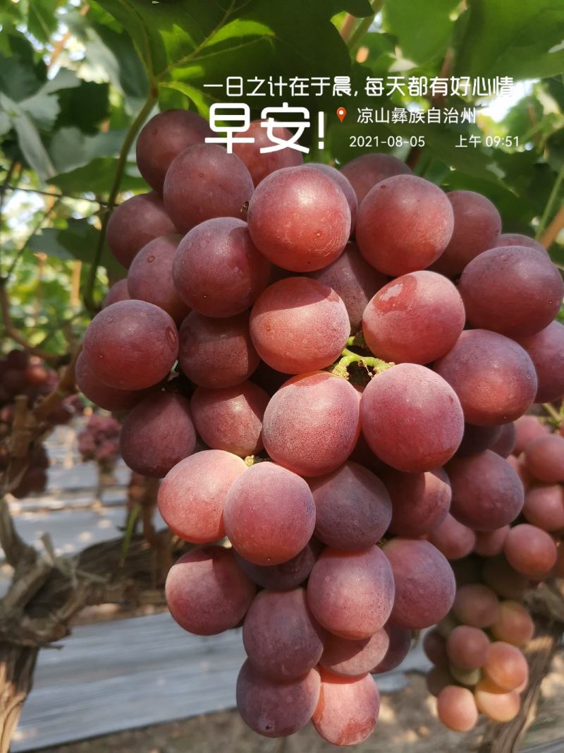 四川西昌红提8月份上市，库存货到12月底