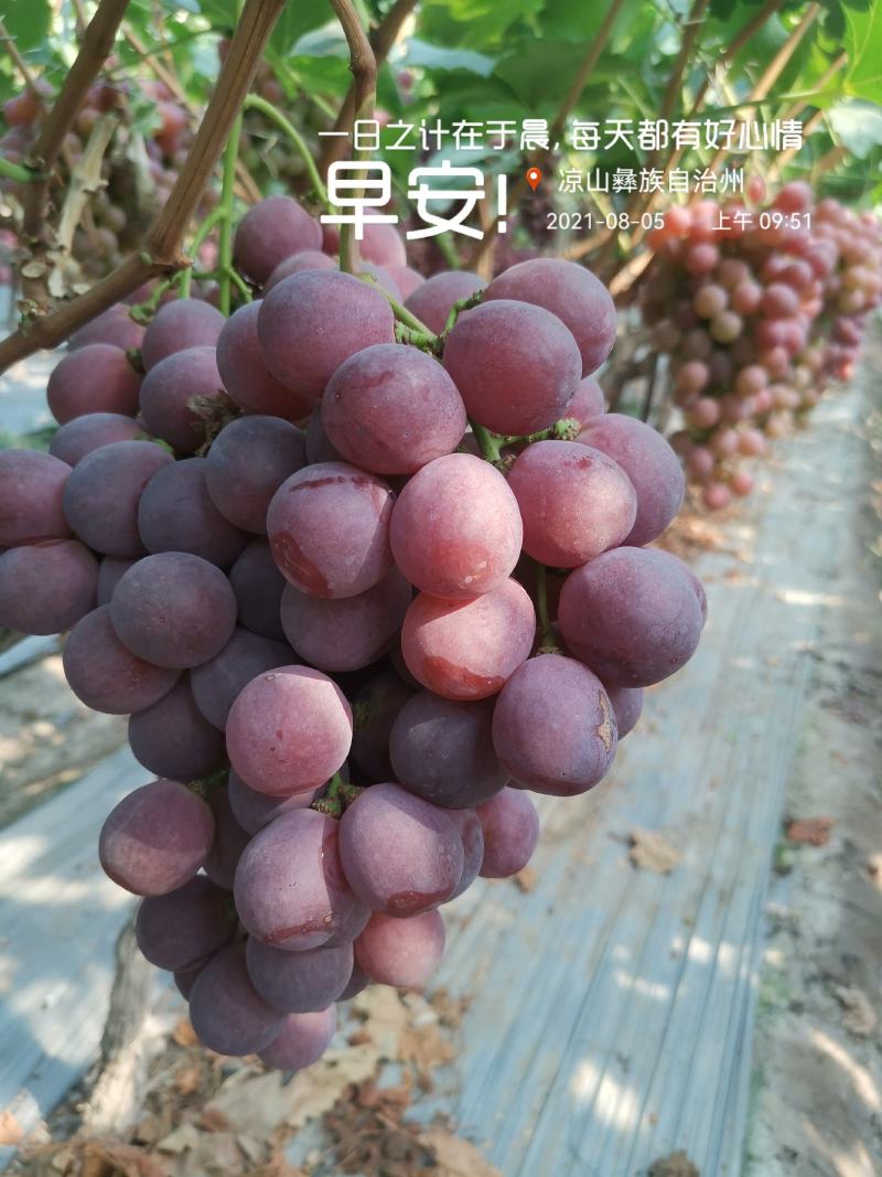 四川西昌红提8月份上市，库存货到12月底