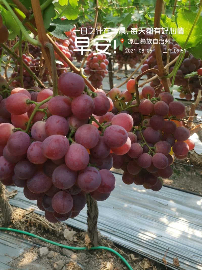 四川西昌红提8月份上市，库存货到12月底