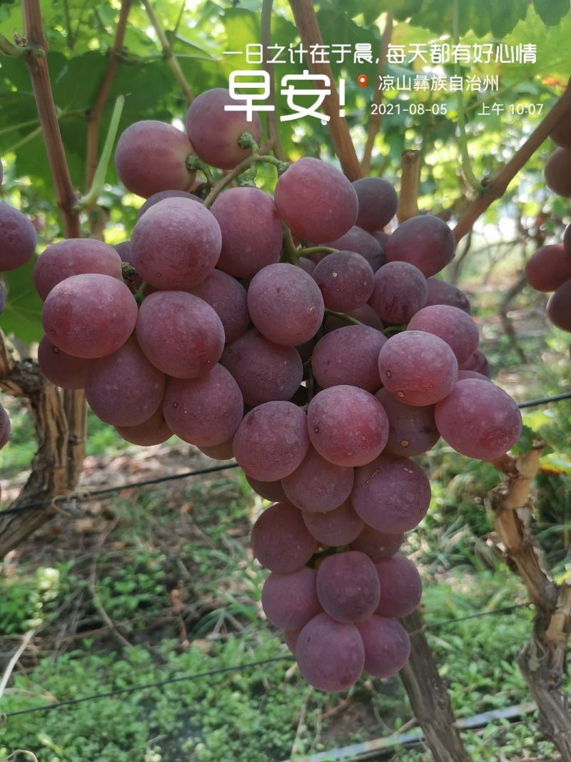 四川西昌红提8月份上市，库存货到12月底