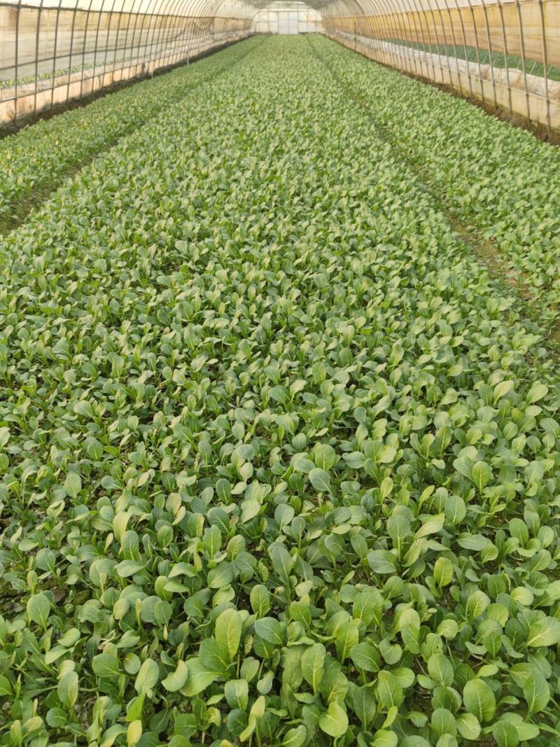广东菜心菜苔产地直销货源充足，现摘现发，量大从优，欢迎