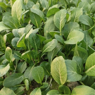 广东菜心菜苔产地直销货源充足，现摘现发，量大从优，欢迎