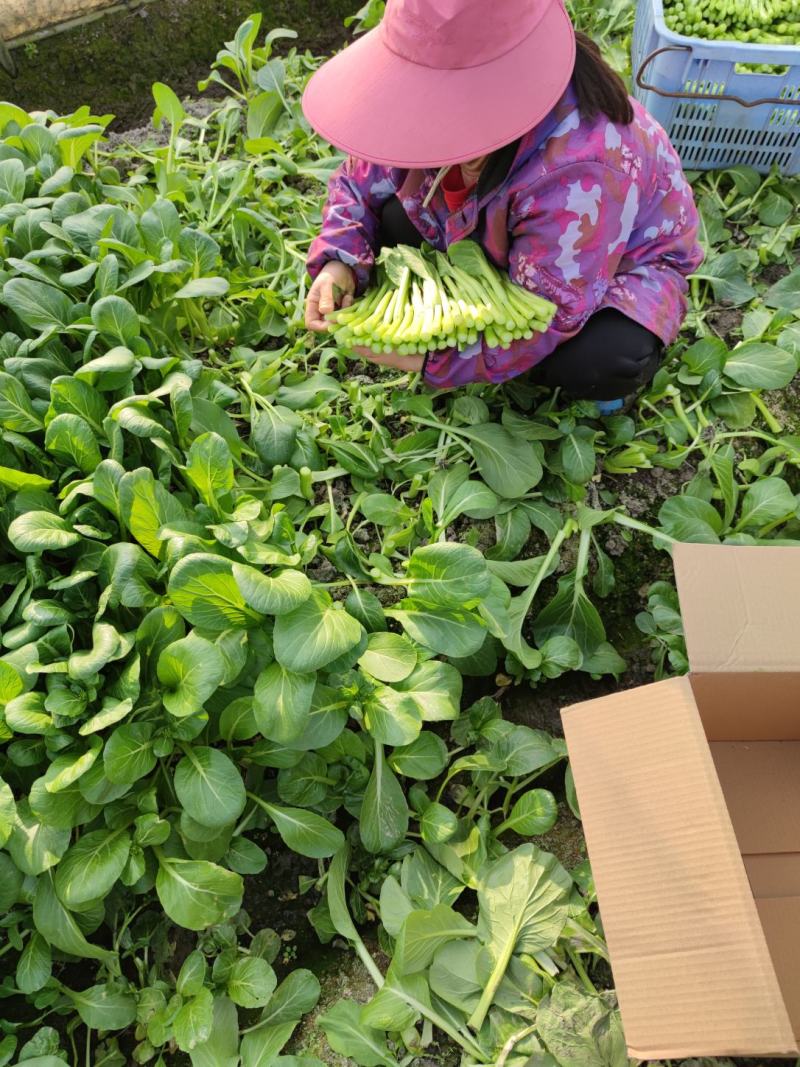 广东菜心菜苔产地直销货源充足，现摘现发，量大从优，欢迎