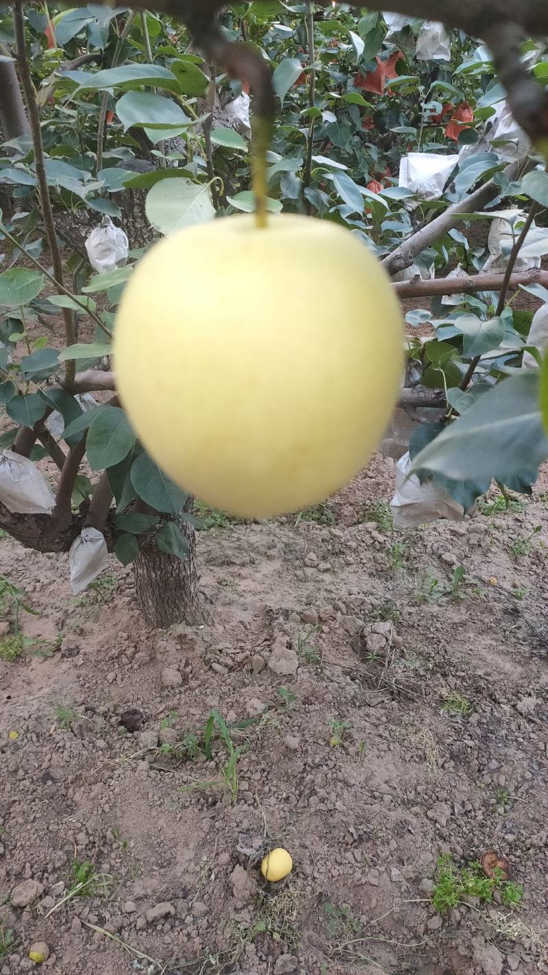 皇冠梨纸袋山西基地直发可视频看货物美价廉，承接超市电商