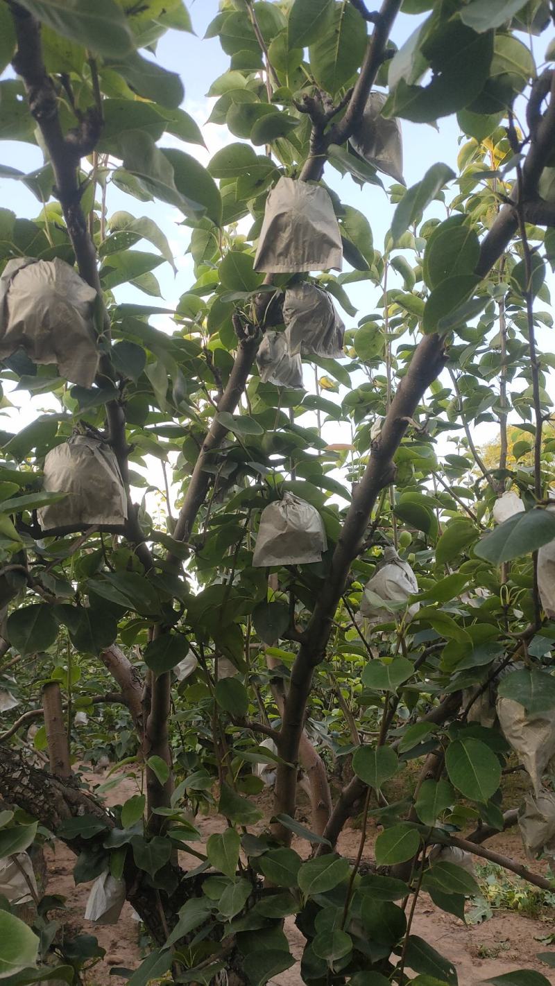 皇冠梨纸袋山西基地直发可视频看货物美价廉，承接超市电商