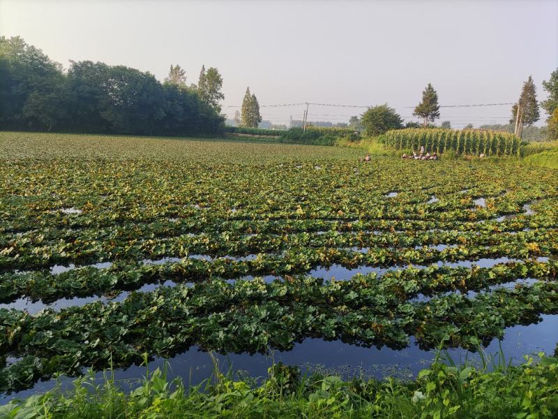 菱角大青茭湖区:活水大青菱角嫩甜可口老粉而糯