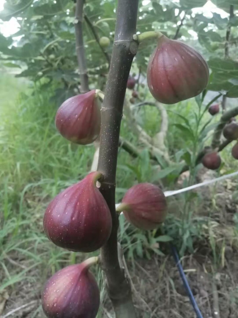 清甜无花果鲜果