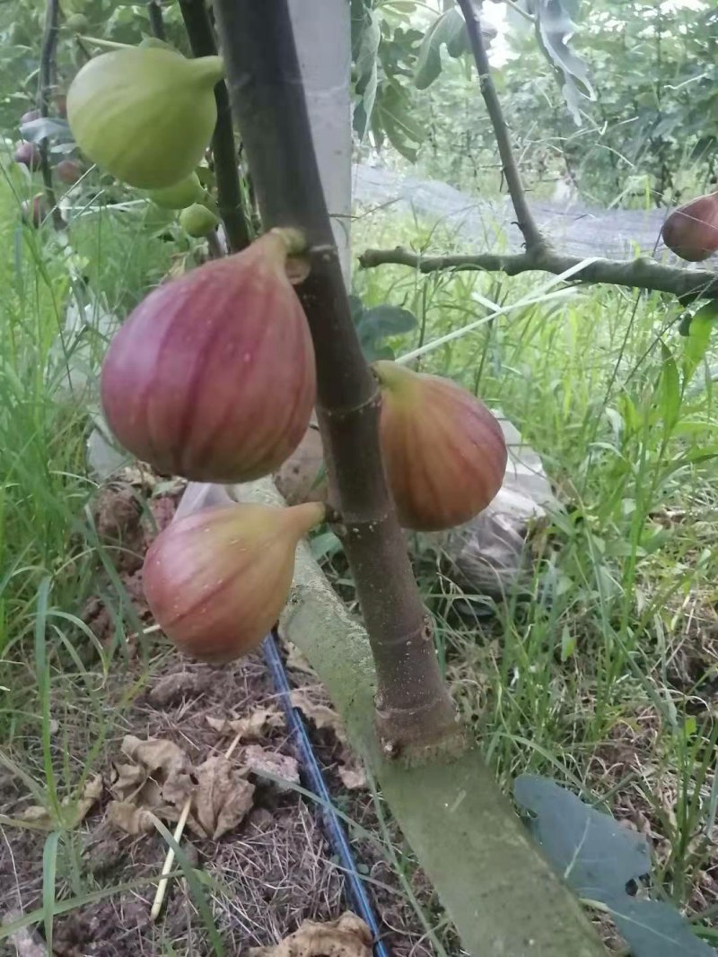 清甜无花果鲜果