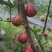 清甜无花果鲜果