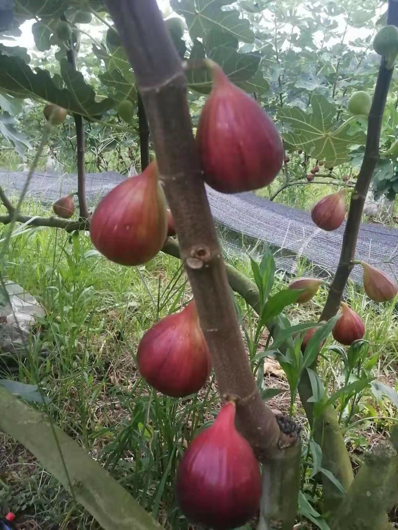 清甜无花果鲜果