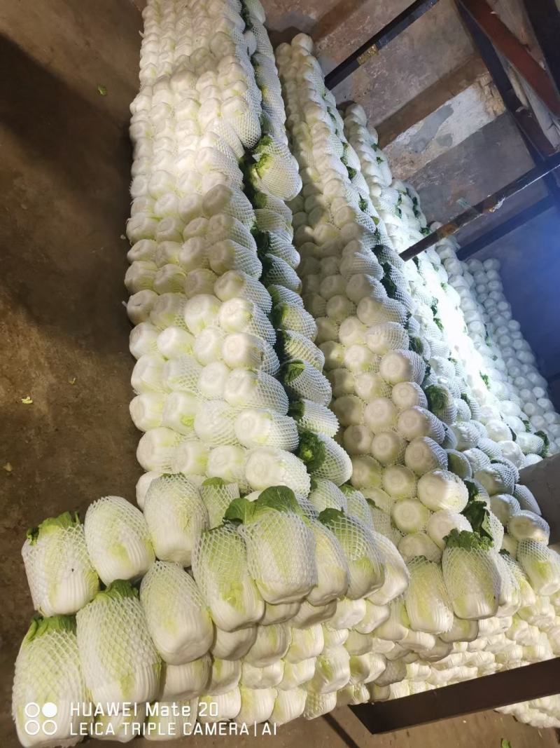 云南精品优质黄心大白菜冷库精包装，净菜走车