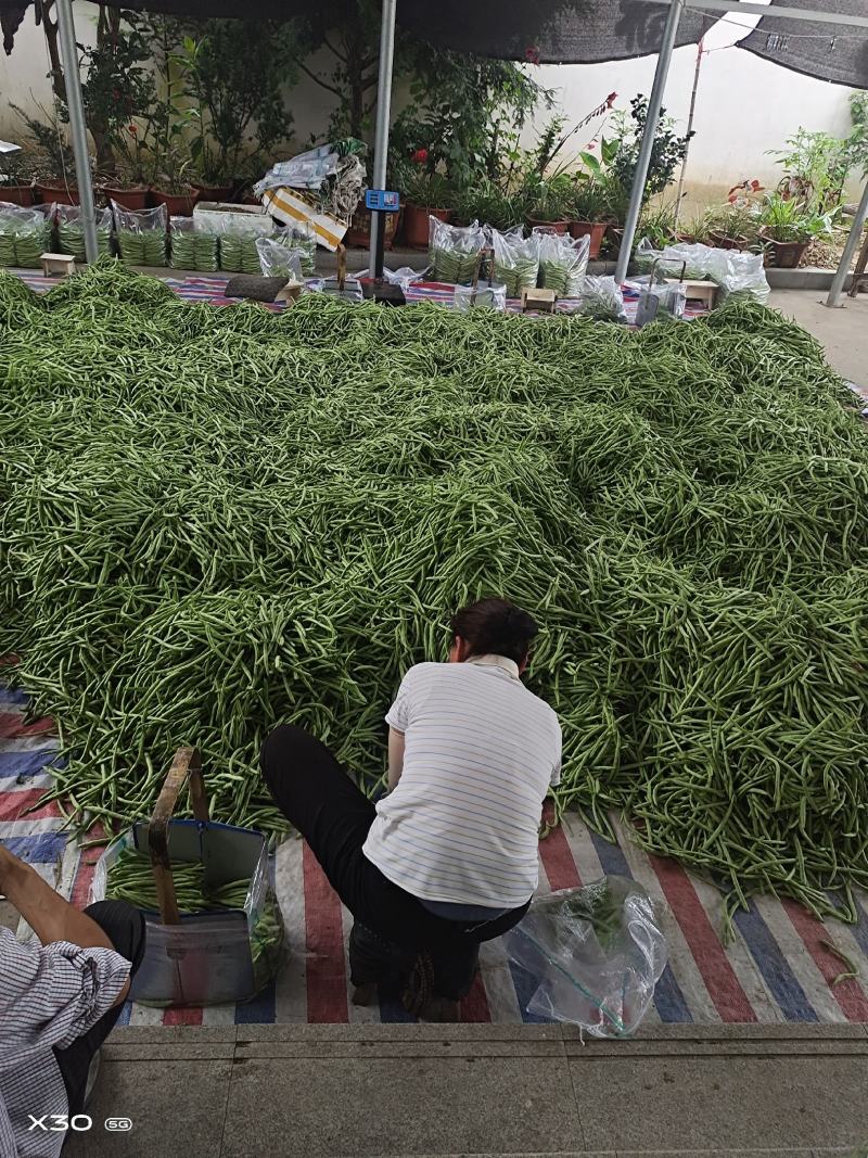 高山精品四季豆，物美价廉，可视频看货，场地直供，