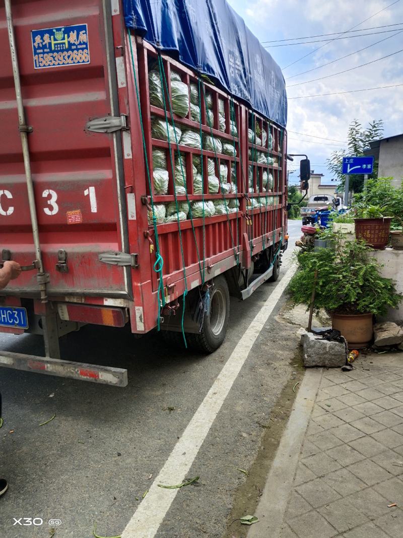 高山精品四季豆，物美价廉，可视频看货，场地直供，