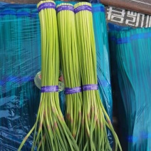 蒜苔大量供应常年有货白苔红苔