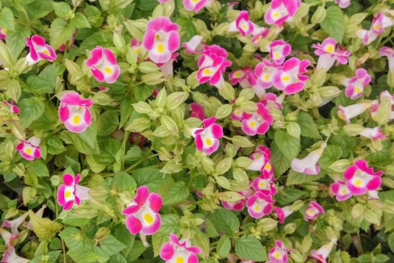 进口夏堇种子夏播四季易种春播室内阳台盆栽花草花卉种子花籽