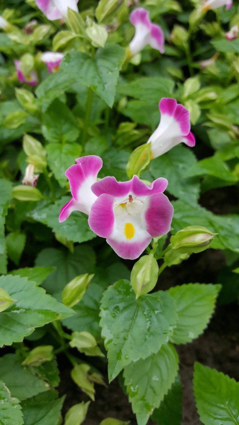 进口夏堇种子夏播四季易种春播室内阳台盆栽花草花卉种子花籽