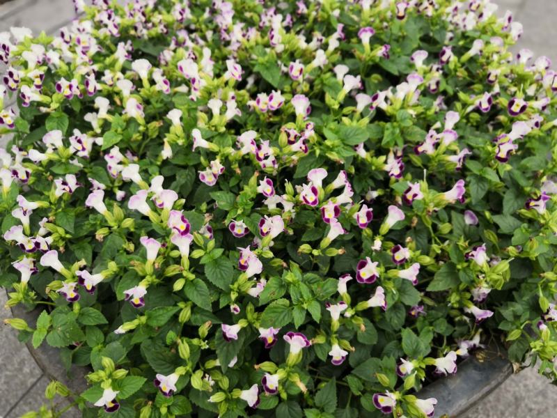 进口夏堇种子夏播四季易种春播室内阳台盆栽花草花卉种子花籽