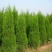 5000颗柏树苗大量出售5米左右