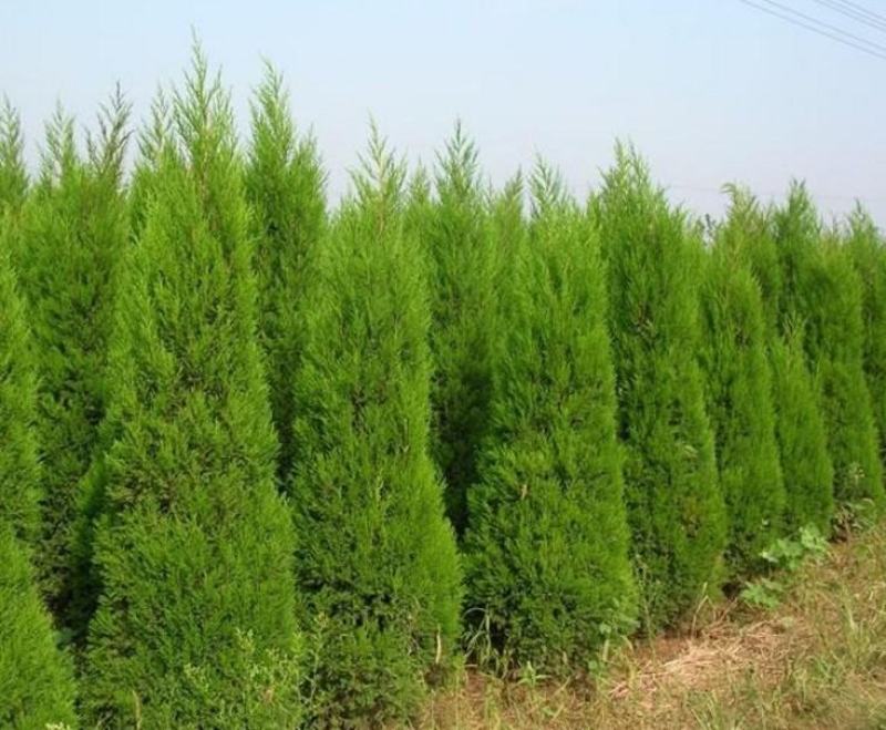 5000颗柏树苗大量出售5米左右