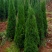 5000颗柏树苗大量出售5米左右