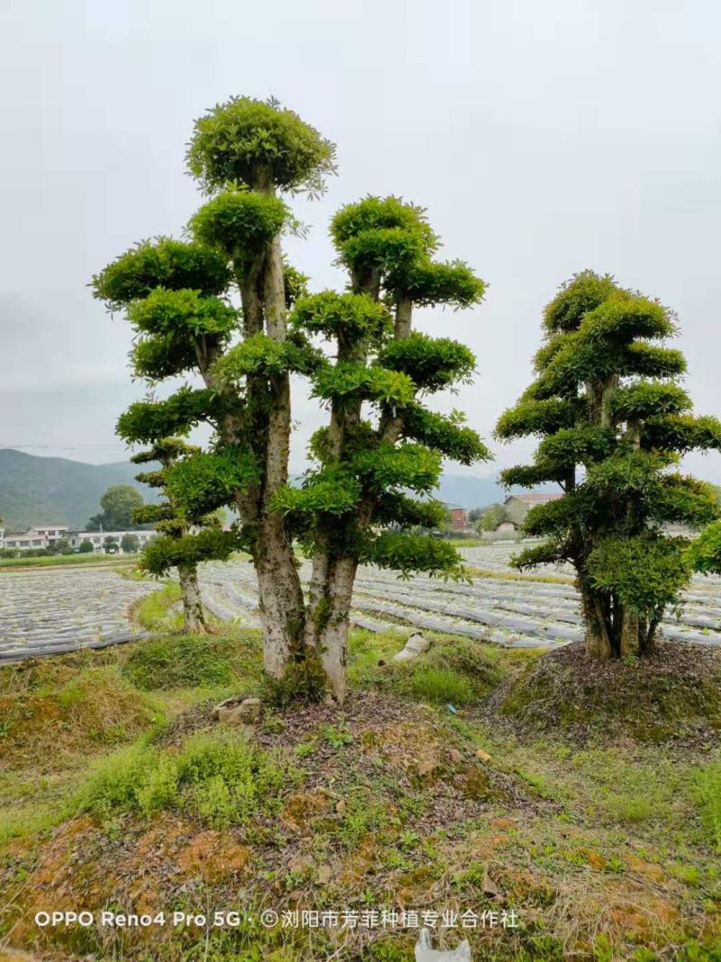 造型椤木石楠湖南移栽椤木石楠