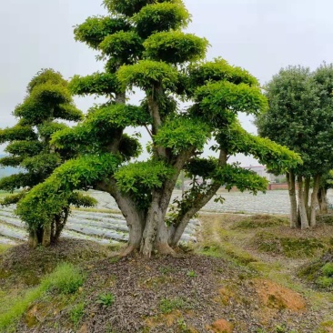 造型椤木石楠湖南移栽椤木石楠