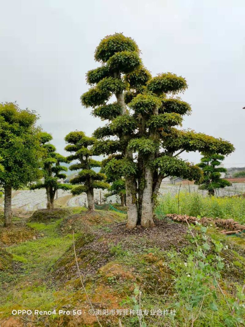 造型椤木石楠湖南移栽椤木石楠