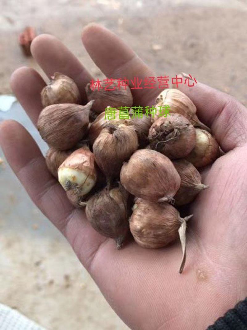 唐菖蒲种球剑兰种球十三太保四季易种多年生庭院阳台盆栽花卉