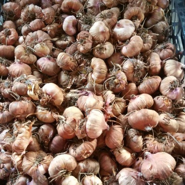 唐菖蒲种球剑兰种球十三太保四季易种多年生庭院阳台盆栽花卉