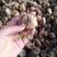 剑兰唐菖蒲种球盆栽土培多年生四季植物花苗量大优惠