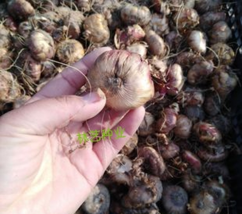 唐菖蒲种球剑兰种球十三太保四季易种多年生庭院阳台盆栽花卉