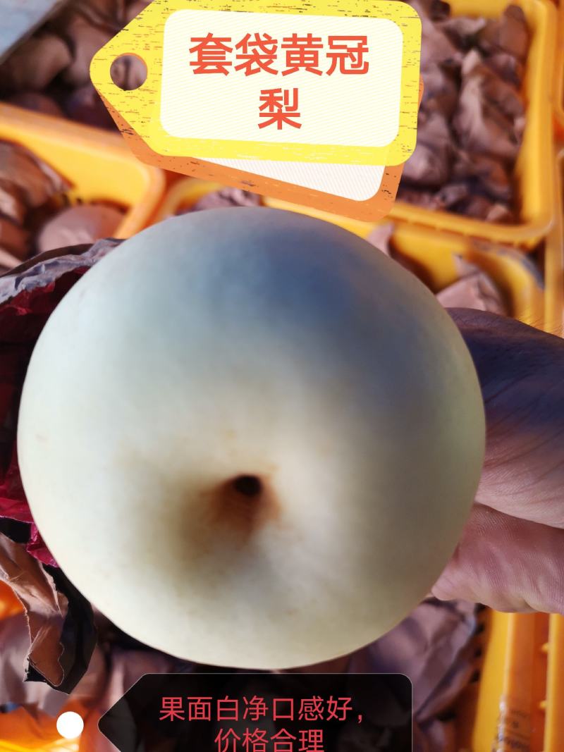 【精品皇冠梨】套袋皇冠梨果面雪白/货源充足/全国代发…