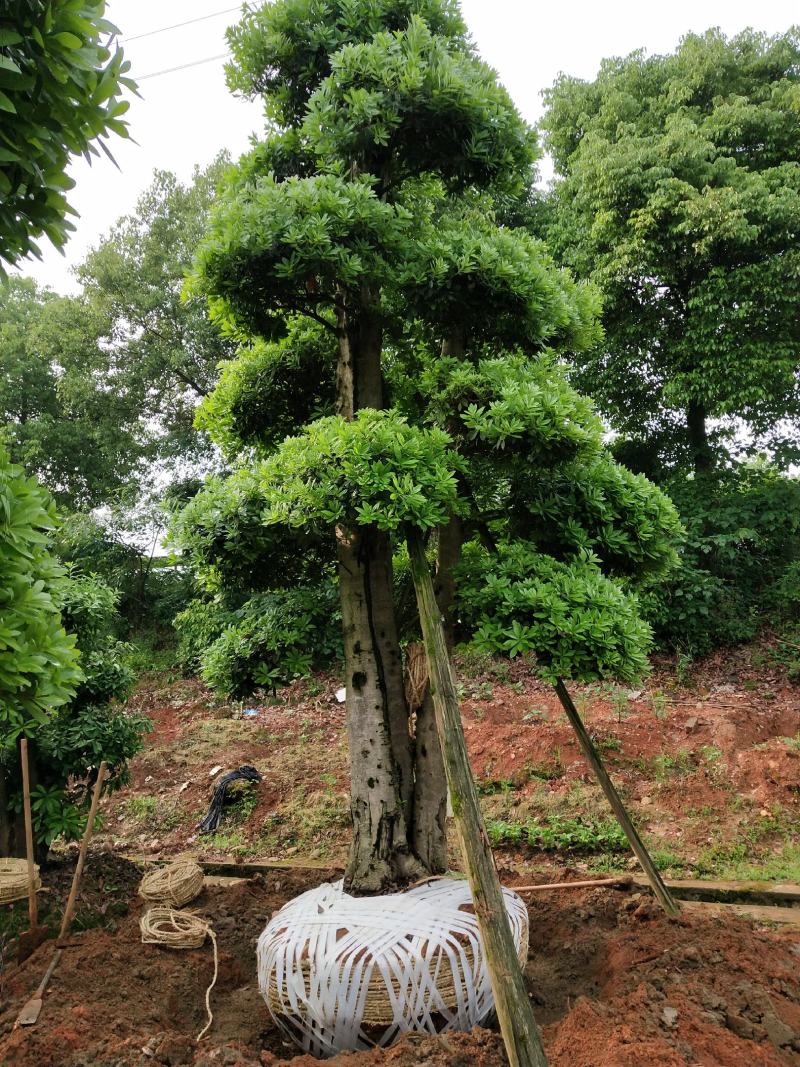 造型杨梅树移栽杨梅#杨梅树基地桩景