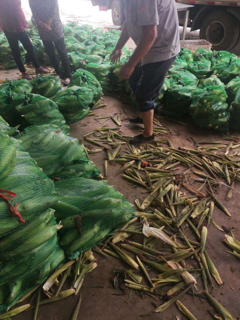 山东省聊城产地万糯2000大量上市，长期有货需要的联系。