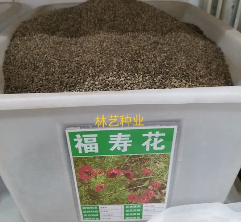 福寿花种子四季种易活开花不断室外庭院盆栽净化空气