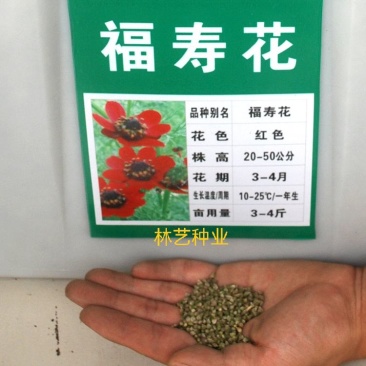 福寿花种子四季种易活开花不断室外庭院盆栽净化空气