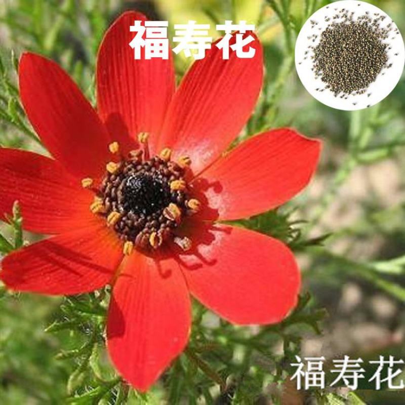 福寿花种子四季种易活开花不断室外庭院盆栽净化空气